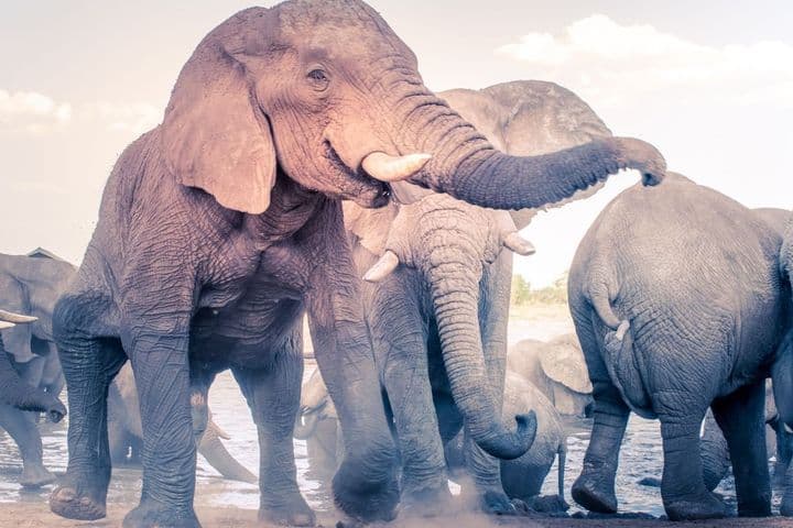 Sudáfrica, Cataratas y Chobe con elefantes africanos en Botswana