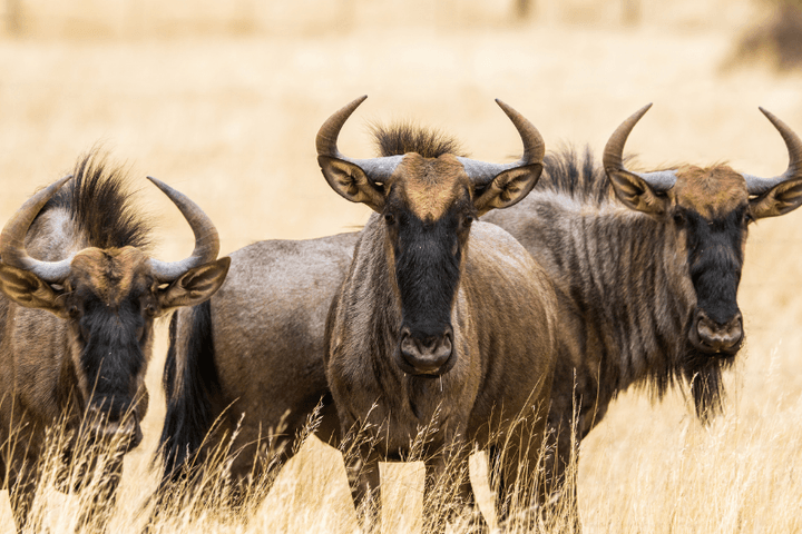 Kenia: Ruta Masái & Maldivas