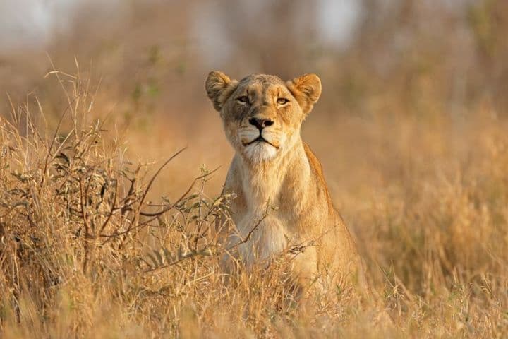 Sudáfrica Directo: Ciudad del Cabo y Kruger