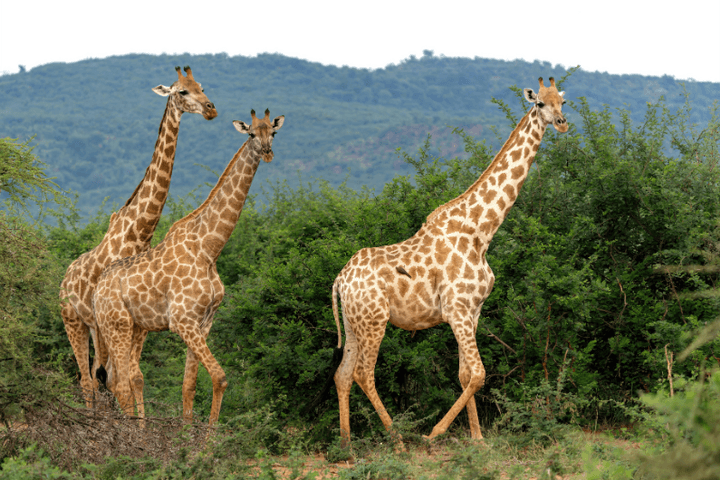 Sudáfrica Fascinante: Kruger, Esuatini y Santa Lucía