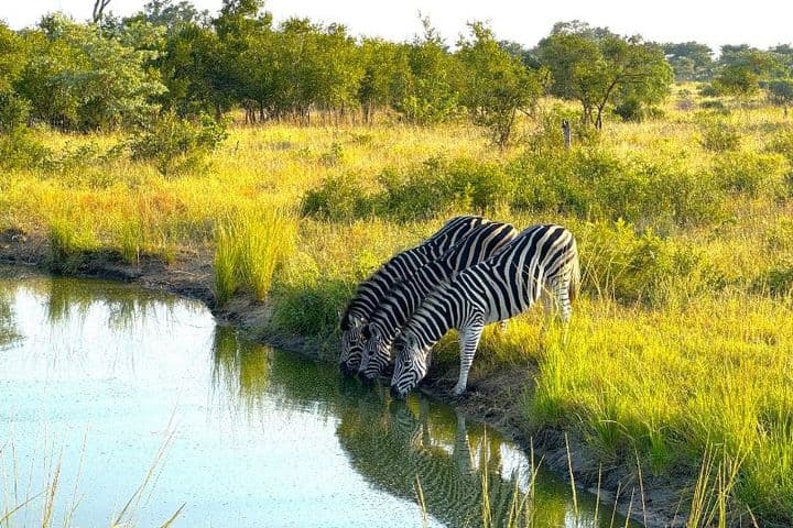 Sudáfrica: Safari en Sabi Sabi (versión corta)