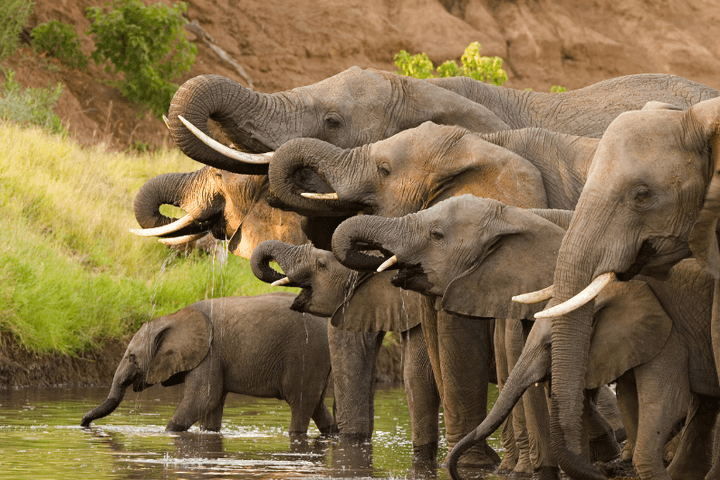 Sudáfrica: Safari en Sabi Sabi (versión extendida)