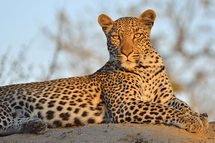 Tanzania: Safari por el Ngorongoro & Maldivas
