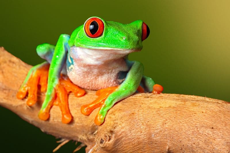 Costa Rica: Tortuguero, Arenal, Monteverde y Manuel Antonio