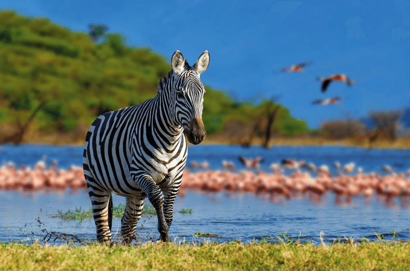 Kenia Increíble & Maldivas