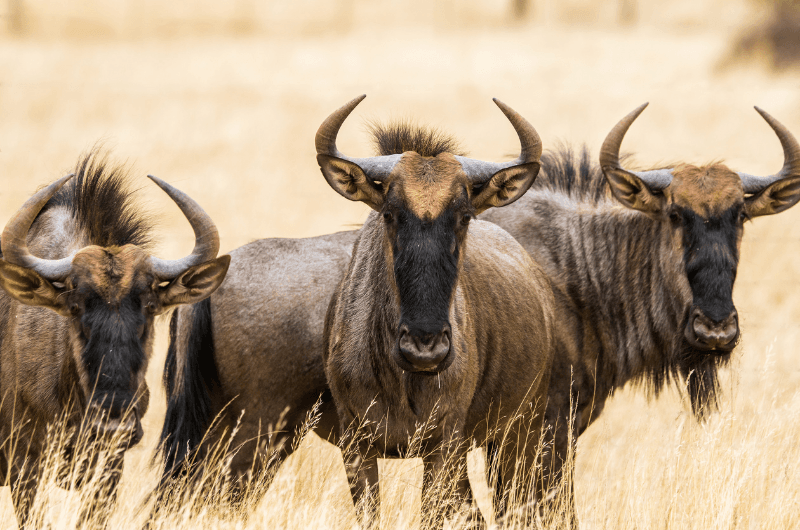 Kenia: Ruta Masái & Maldivas