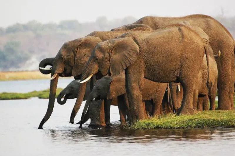 Kenia: Safari Amani & Maldivas