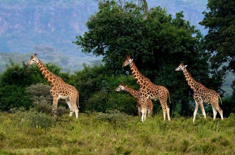 Kenia y Tanzania: Grandes Sabanas & Maldivas