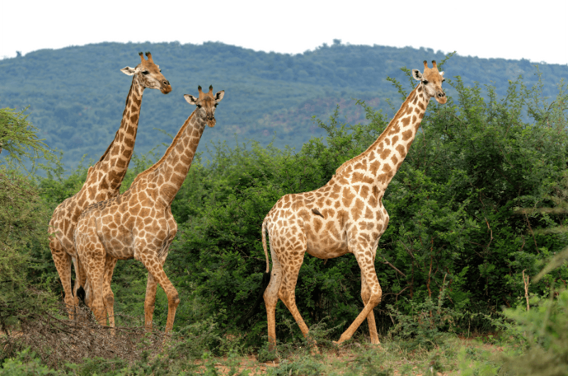 Sudáfrica Fascinante: Kruger, Esuatini y Santa Lucía