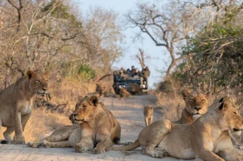 Sudáfrica: Reserva de Kapama & Maldivas