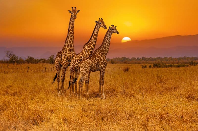 Sudáfrica: Kruger y Pilanesberg