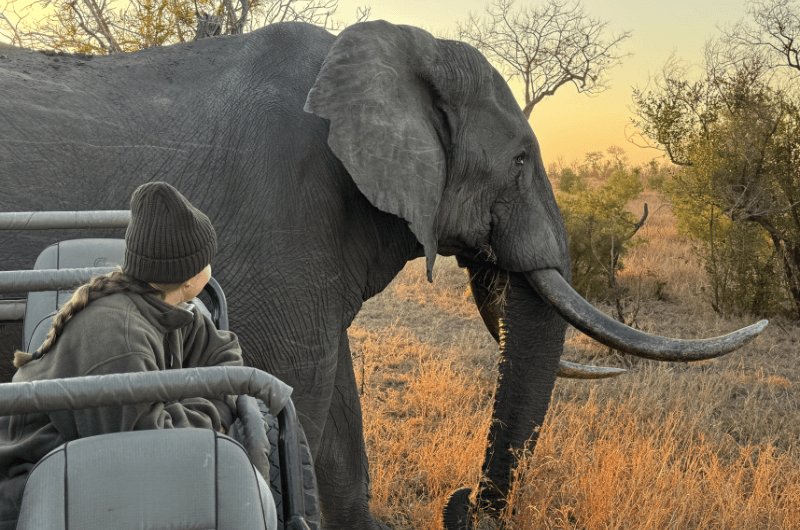 Sudáfrica: Safari en Reserva Privada y Ciudad del Cabo