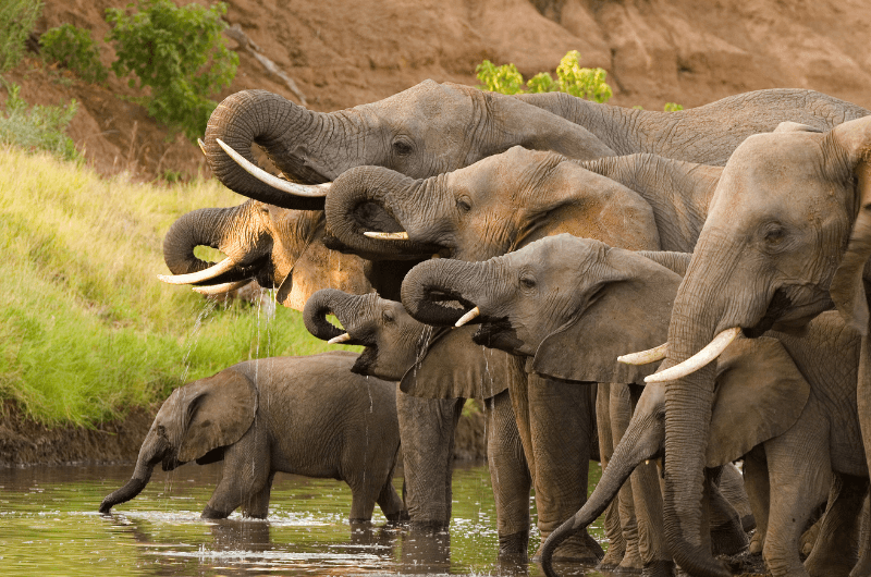 Sudáfrica: Safari en Sabi Sabi (versión extendida)
