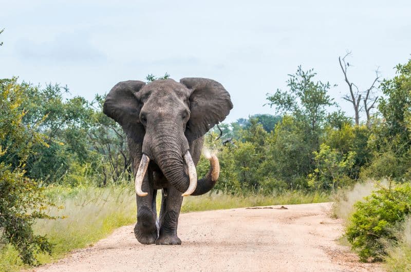Sudáfrica: Reserva Privada de Sabi Sabi & Maldivas