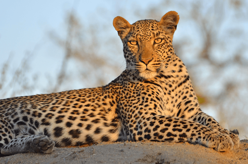 Tanzania: Safari por el Ngorongoro & Maldivas