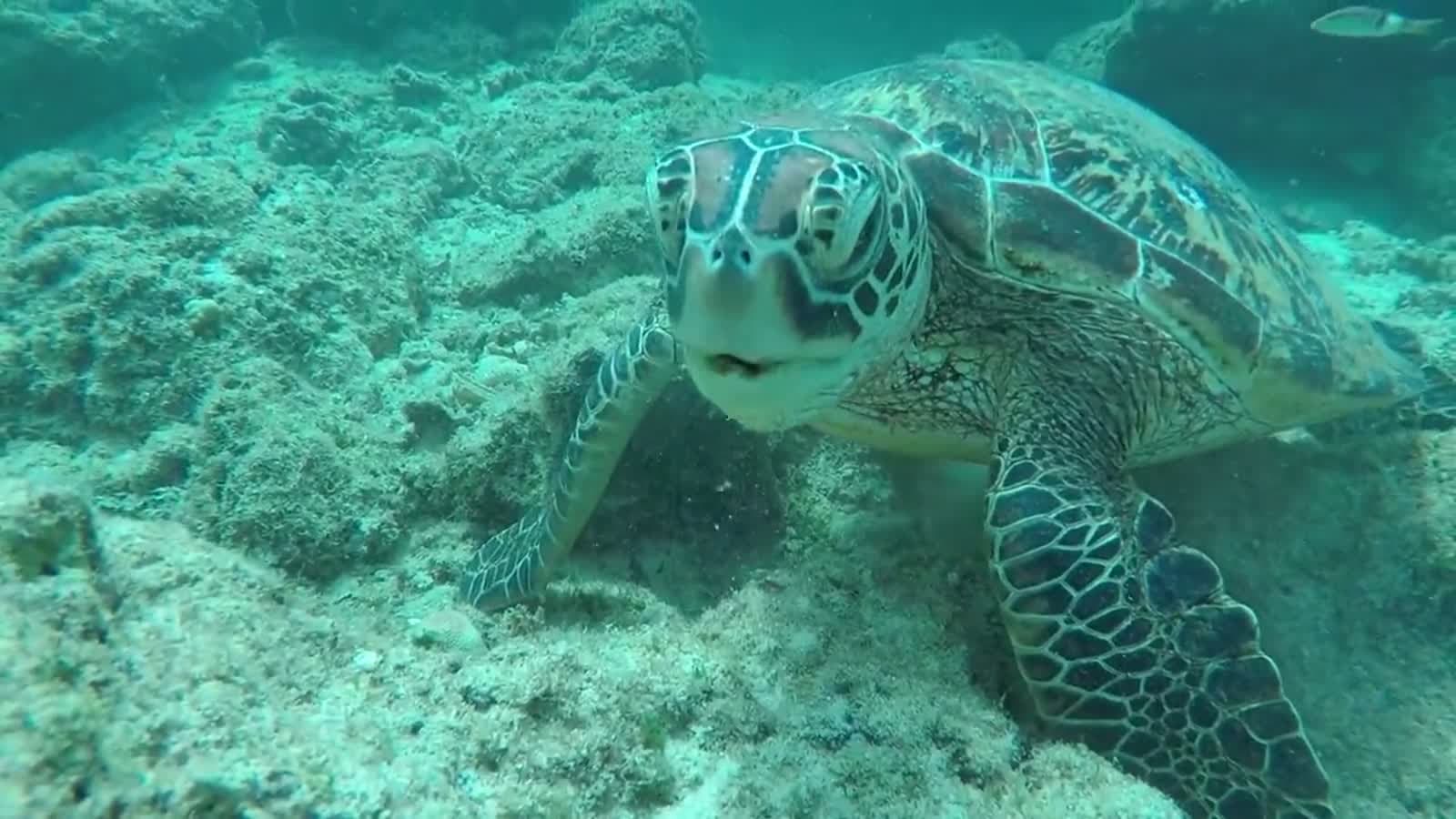 Tortuga marina nadando sobre el arrecife, en un viaje de Vacationer VIP