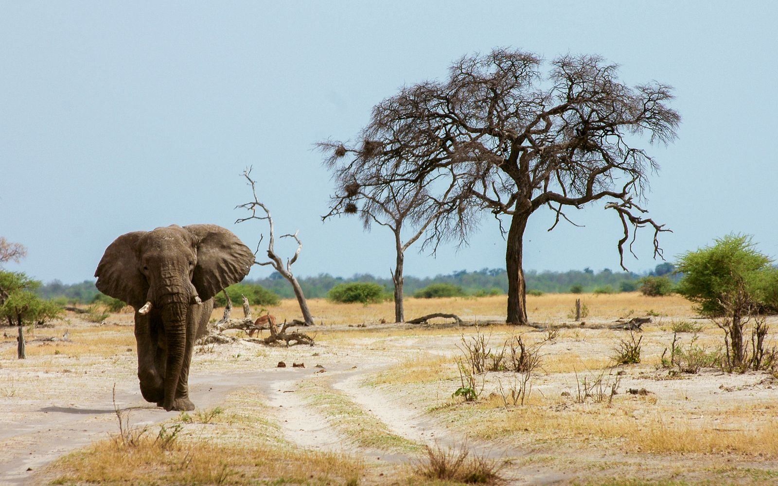 África