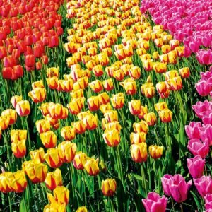 TULIPANES Ámsterdam - Heidelberg - Praga - Budapest - Viena - Venecia -  Florencia - Roma - Niza - Barcelona - Madrid   19 días | Desde 1.640 € en base doble.