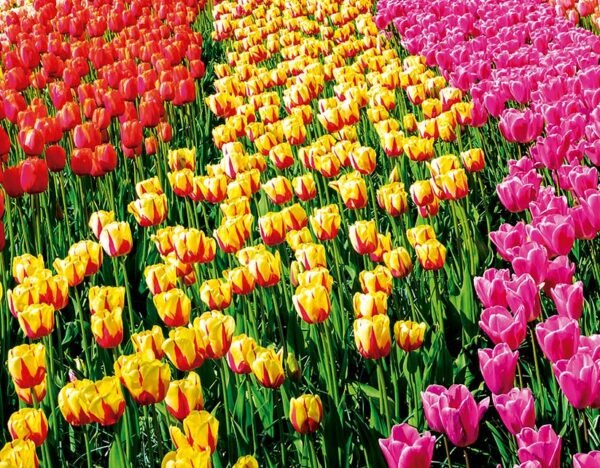 TULIPANES Ámsterdam - Heidelberg - Praga - Budapest - Viena - Venecia -  Florencia - Roma - Niza - Barcelona - Madrid   19 días | Desde 1.640 € en base doble.