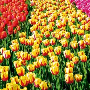 Tulipanes