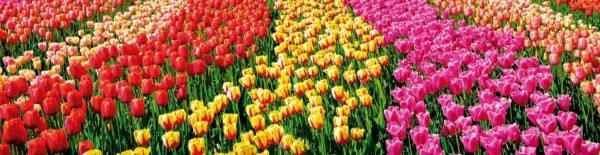 Tulipanes