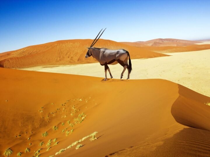Desiertos de Namibia