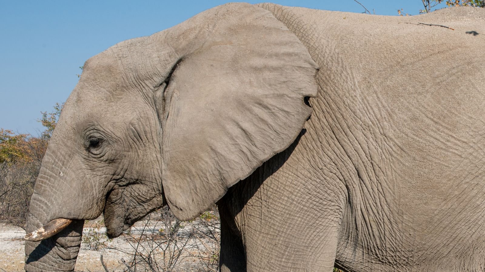 Qué incluye Namibia Fascinante con elefante africano en Etosha