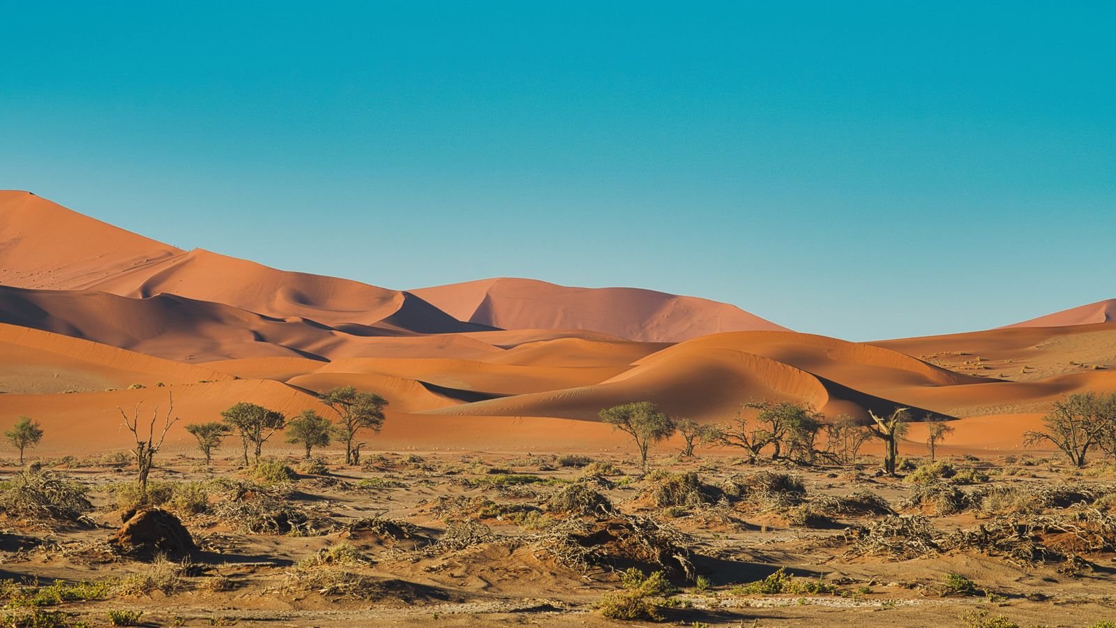 Qué incluye Namibia Fascinante con dunas rojas y árboles de Sossusvlei