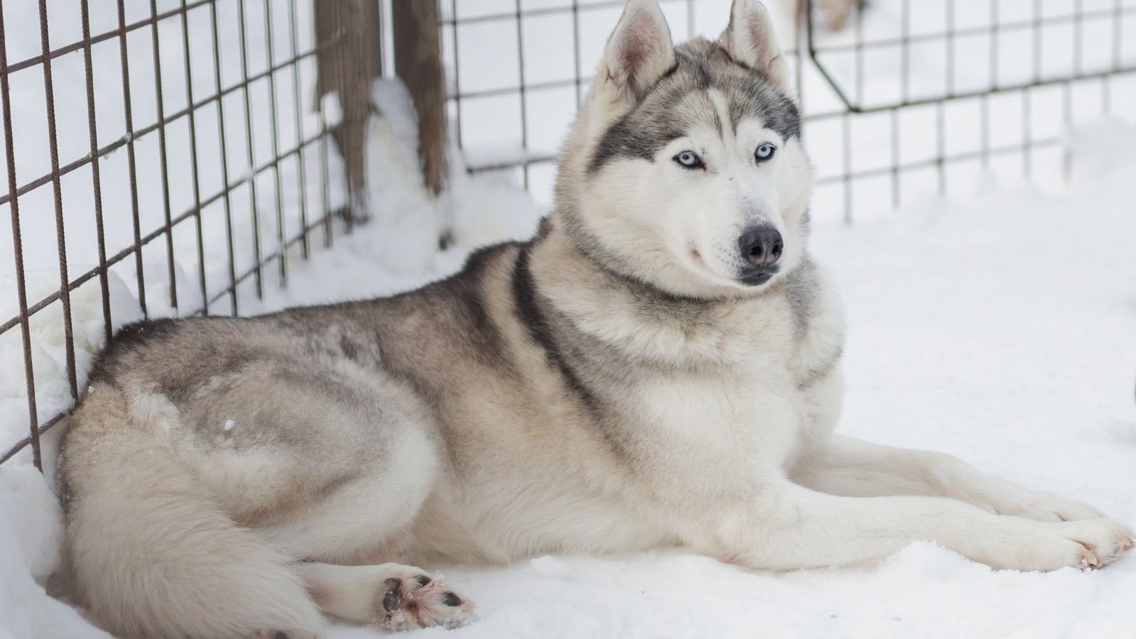 Rovaniemi y Papá Noel con un husky siberiano en la nieve