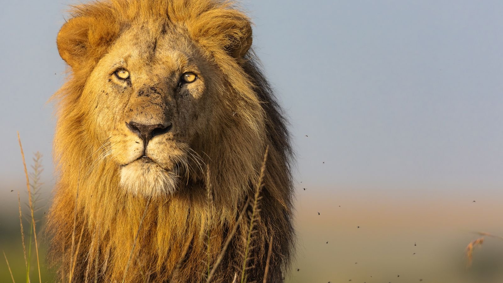 Cómo es Shimba y Zanzíbar con león en la reserva Masai Mara