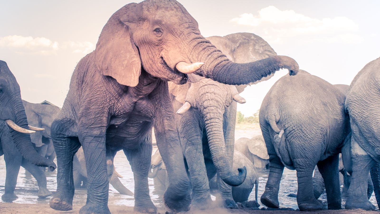 Sudáfrica, Cataratas y Chobe con elefantes africanos en Botswana