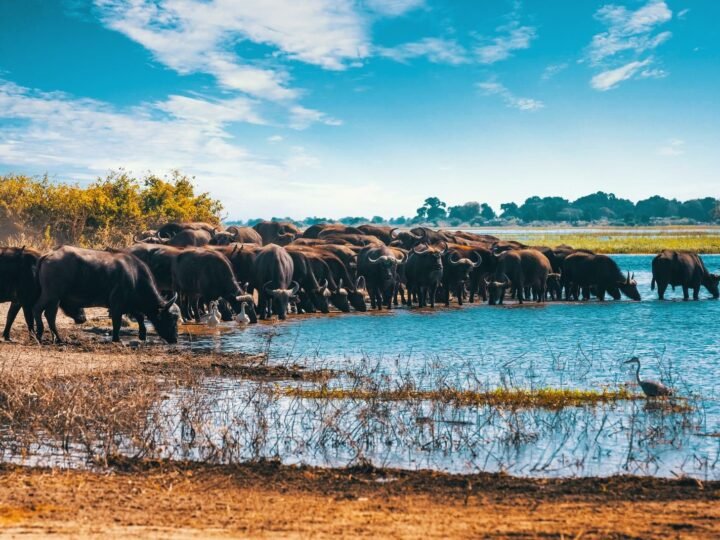 Sudáfrica, Cataratas Victoria y Chobe